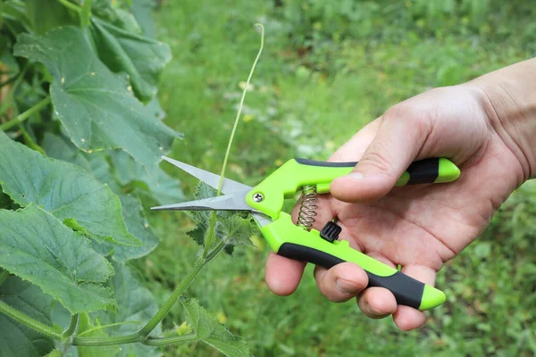 野菜の庭でキュウリの植物を剪定するためのクローズアップ 手保持はさみ — ストック写真