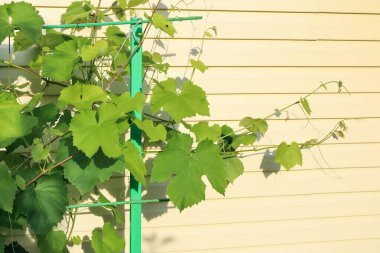 Güneşli bir günde, asmanın dalında görünen dutsuz yapraklar...