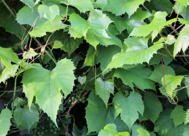 Böğürtlenlerin henüz olgunlaşmadığı sarmaşık yaprakları.