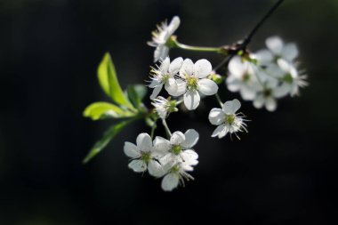 Yumuşak seçici odak, beyaz çiçekli kiraz ağacı dalı ve kopya alanı