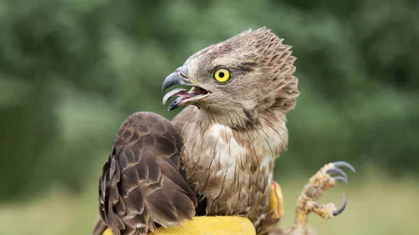 Hold bird to let go of freedom, Short-toed snake eagle (Circaetus gallicus)