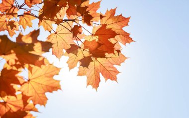 Parlak turuncu, kırmızı sonbahar akçaağaç yaprakları güneşli bir günde gökyüzü arka planında