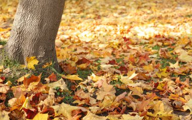 Sonbaharda düşen akçaağaç yaprakları ağaçların altında güneşli bir günde yeşil çimlerde.