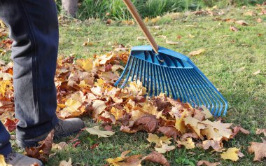 Sonbaharın parlak akçaağaç yapraklarını güneşli bir günde çimlerin üzerinde tırmıkla.