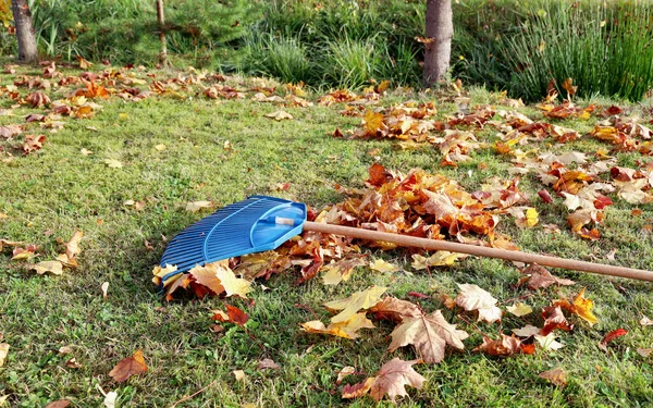 Ancinho Folha Jardim Está Grama Entre Folhas Bordo Dia Brilhante — Fotografia de Stock