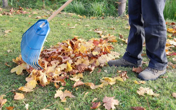 Persona Rastrello Autunno Foglie Acero Luminoso Erba Nella Giornata Sole — Foto Stock