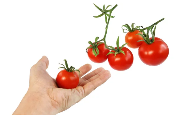 Vários Tomates Vermelhos Maduros Mão Segura Tomate Isolado Fundo Branco — Fotografia de Stock
