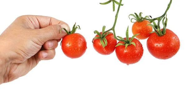 Plusieurs Tomates Rouges Mûres Gouttes Rosée Main Tient Une Tomate — Photo