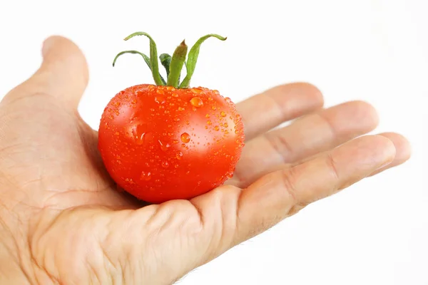 Sur Palmier Ouvert Est Mûr Tomate Rouge Gouttes Eau Gros — Photo