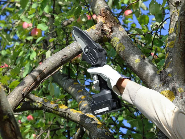 Hand Hält Kettensäge Mit Batterie Gebrochenen Ast Eines Apfelbaums Schneiden — Stockfoto
