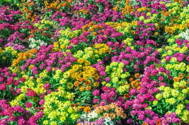 Doğal güzellik ve renkli pembe ve sarı kasımpatılar (anneler) bahçede çiçek