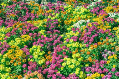 Doğal güzellik ve renkli pembe ve sarı kasımpatılar (anneler) bahçede çiçek