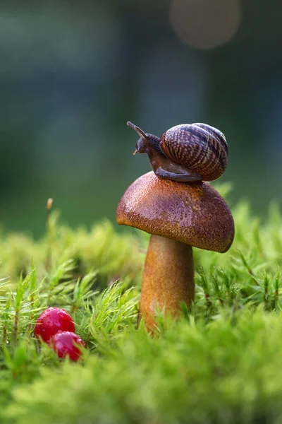 Makro foto av små bruna snigel sitter på hatten av färsk svamp som växer i de gröna mossor. Stockfoto