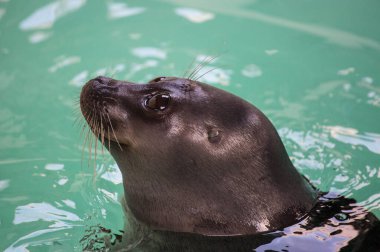 Baykal foku ya da Baykal Gölü 'ne özgü Nerpa salgını büyük, zeki gözlerle kameraya bakıyor.