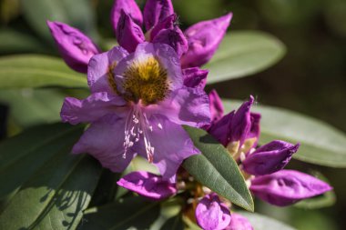 Güzel pembe bir Rhododendron 'un yakın çekim makrosu.
