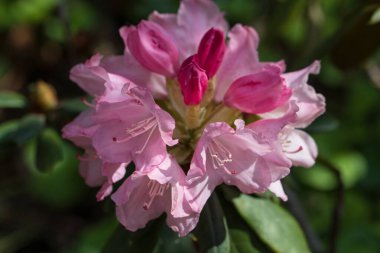 Güzel pembe bir Rhododendron 'un yakın çekim makrosu.