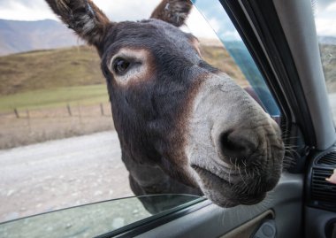 Koca kulaklı ve sevimli yüzlü komik bir eşek tuhaf bir şekilde arabanın camına bakıyor ve yemek dileniyor.