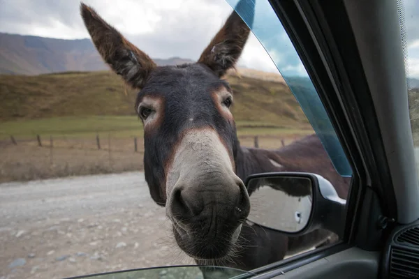 One funny donkey with big ears and a cute face looking curiously in the window of the car and begging a food