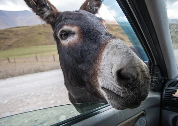 One funny donkey with big ears and a cute face looking curiously in the window of the car and begging a food