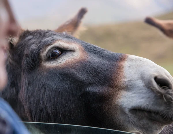 Un burro divertido con grandes orejas y una cara linda mirando curiosamente en la ventana del coche y mendigando una comida —  Fotos de Stock