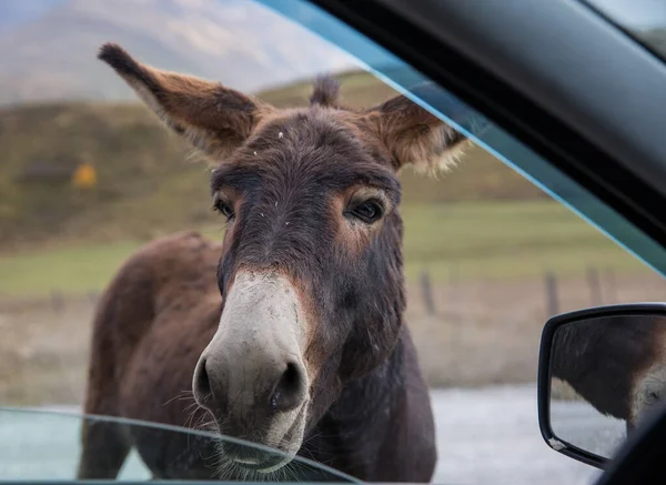 One funny donkey with big ears and a cute face looking curiously in the window of the car and begging a food — Stock Photo, Image