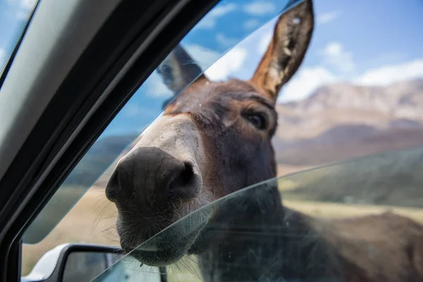 Koca kulaklı ve sevimli yüzlü komik bir eşek tuhaf bir şekilde arabanın camına bakıyor ve yemek dileniyor. — Stok fotoğraf