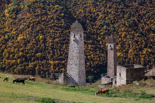 中世の古代の石の戦いの塔複合体の風景秋の景色Inguhetia 、ロシアの牛と山の中で ストック画像