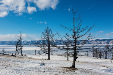 Parlak güneşli bir günde, beyaz bir kardaki kuru ağaçların siluetleri..