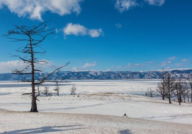 Parlak güneşli bir günde, beyaz bir kardaki kuru ağaçların siluetleri..