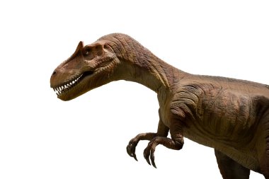Allosaurus beyaz arka planda izole edildi. Allosaurus bir etobur Dinosuar Jurassic döneminde yaşamış.
