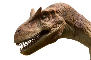 Allosaurus beyaz arka planda izole edildi. Allosaurus bir etobur Dinosuar Jurassic döneminde yaşamış.
