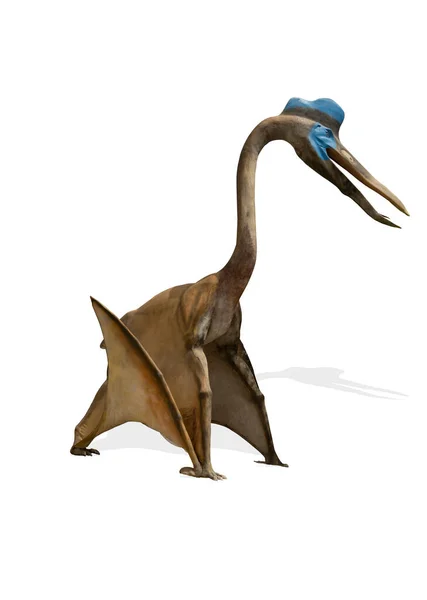 Pterodaktyl Isolerad Vit Bakgrund — Stockfoto