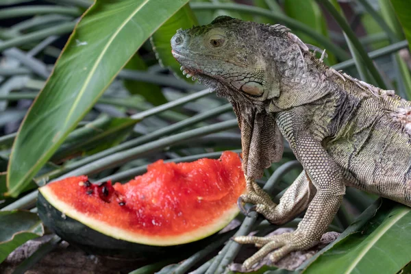 古いイグアナはスイカを食べる — ストック写真