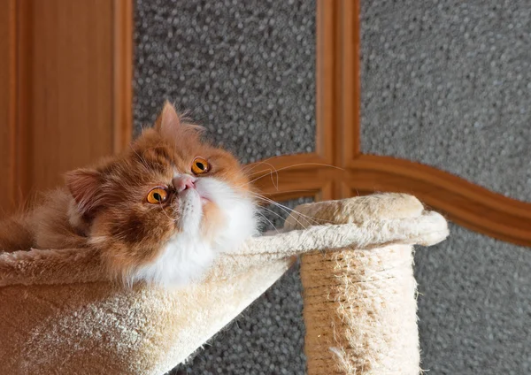 De Perzische kat rood met witte kleur — Stockfoto