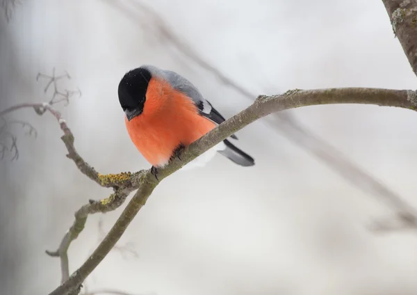 The male of a bullfinch sits on a branch a mountain ash — Stock Photo, Image