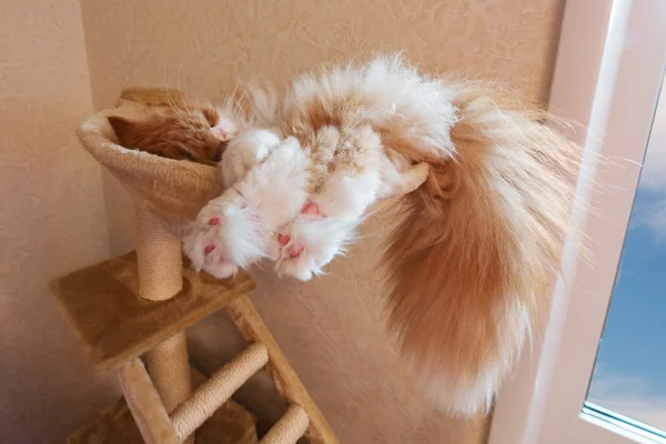 O gato vermelho dorme em uma rede — Fotografia de Stock