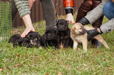 Kişinin elinde yavru maliyetleri ile destek