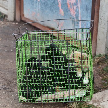 Kukla gerdanlı bir sepet içinde oturmak