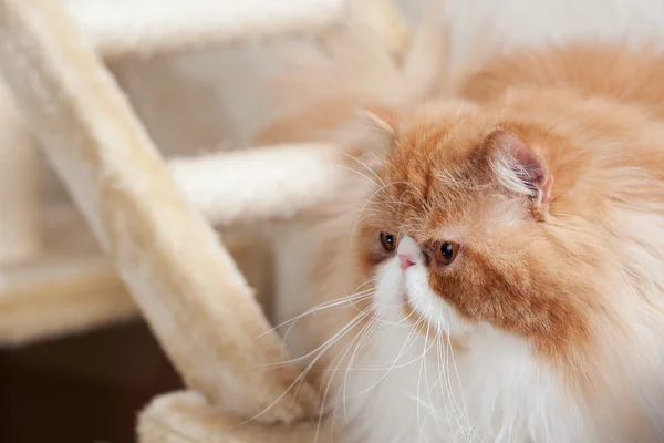 Casa Persa gatito de un color rojo y blanco — Foto de Stock