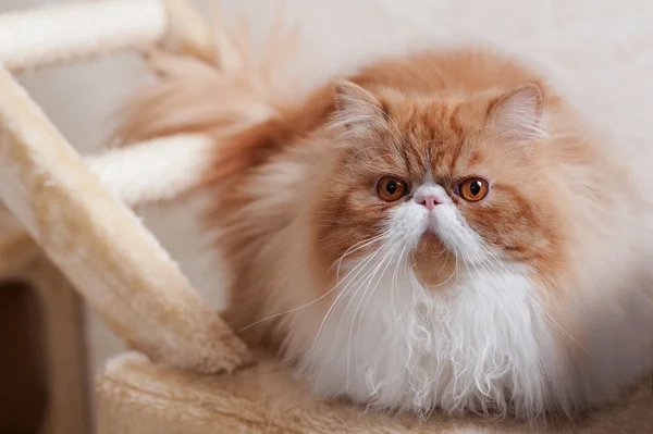 Maison chaton persan d'une couleur rouge et blanche — Photo