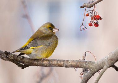 Kış günü kuş greenfinch