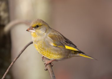 Kış günü kuş greenfinch