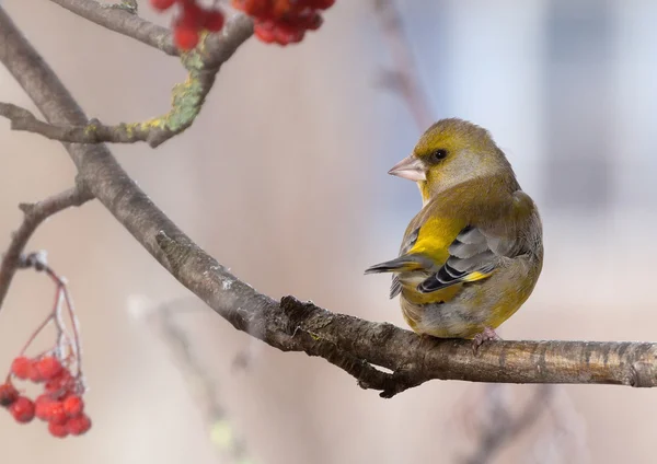 Ptak greenfinch w zimowe wieczory — Zdjęcie stockowe