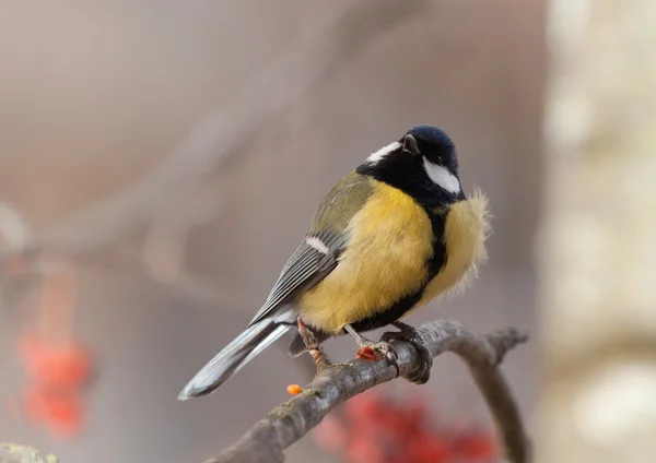 Vogel grote Mees in winterdag — Stockfoto