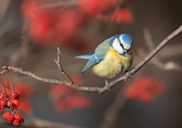 Vogel blauwe Mees in winterdag — Stockfoto