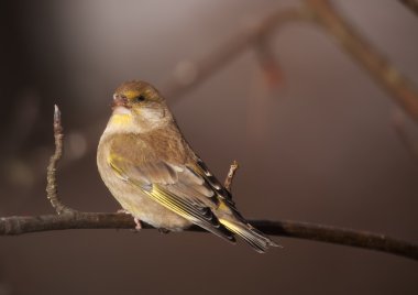 greenfinch kış gününde