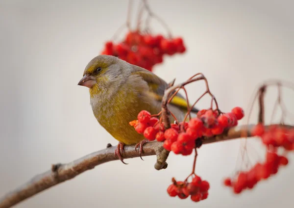 Grünfink am Wintertag — Stockfoto