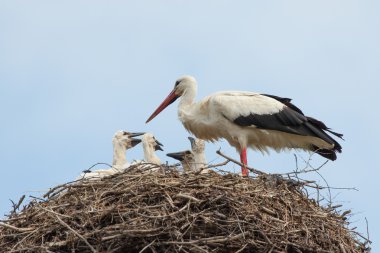 Baby birds of white storks in a nest in the summer