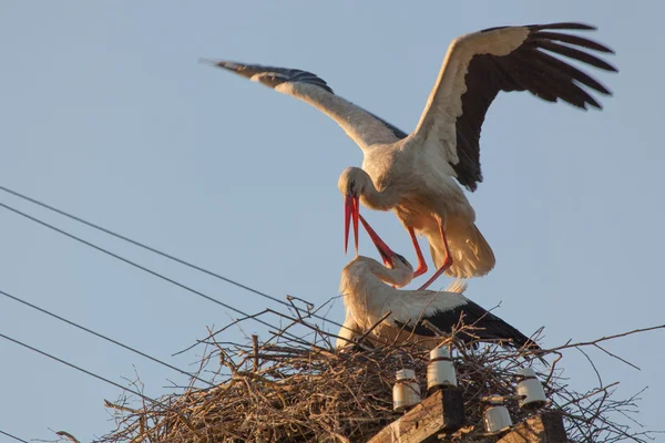 Couple of white storks in a nest in the summer — Stockfoto