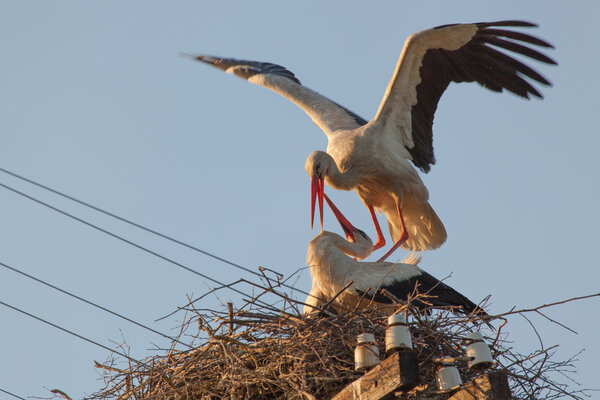 Couple of white storks in a nest in the summer